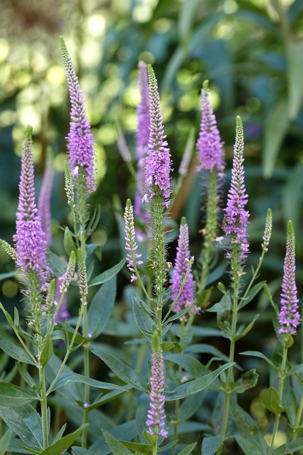Veronica (Veronica spp.)