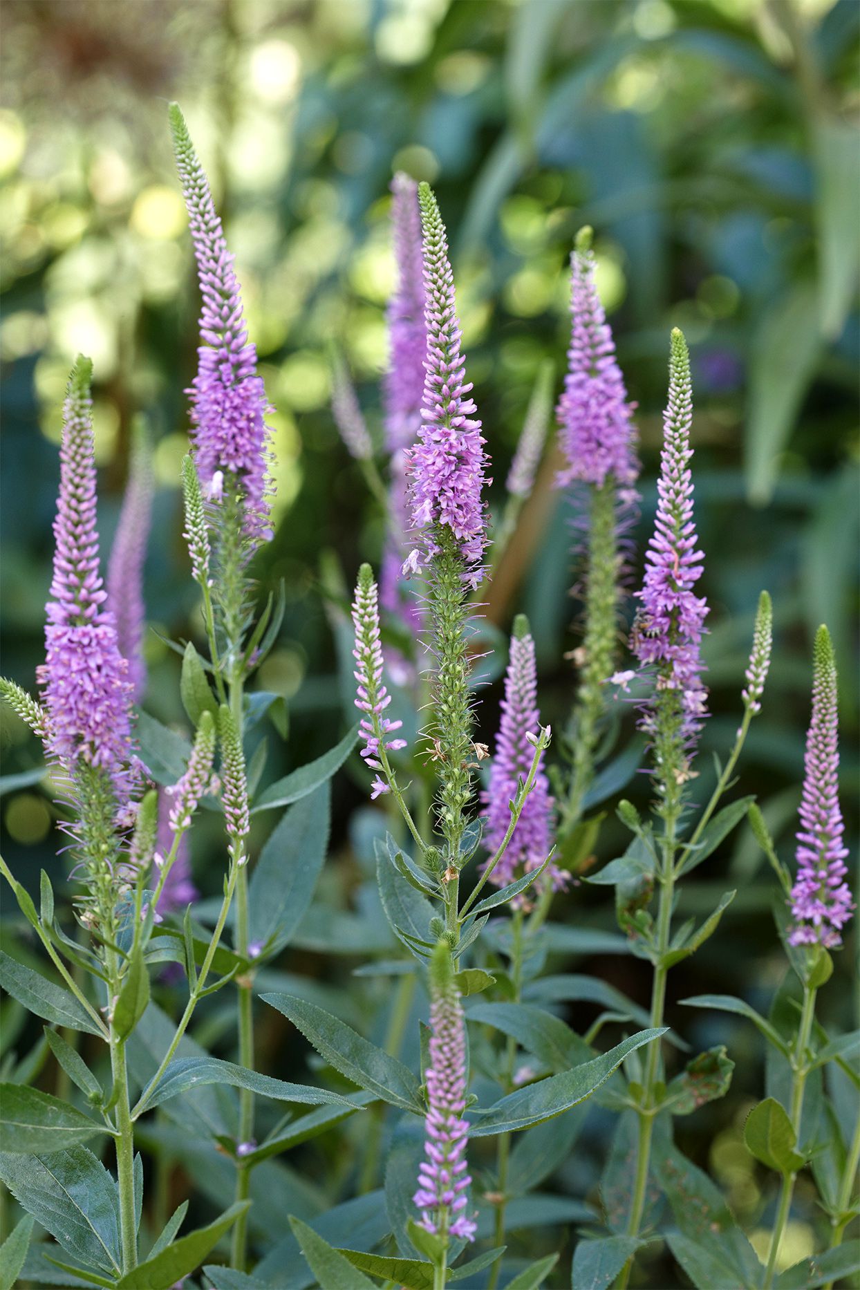 Veronica (Veronica spp.)