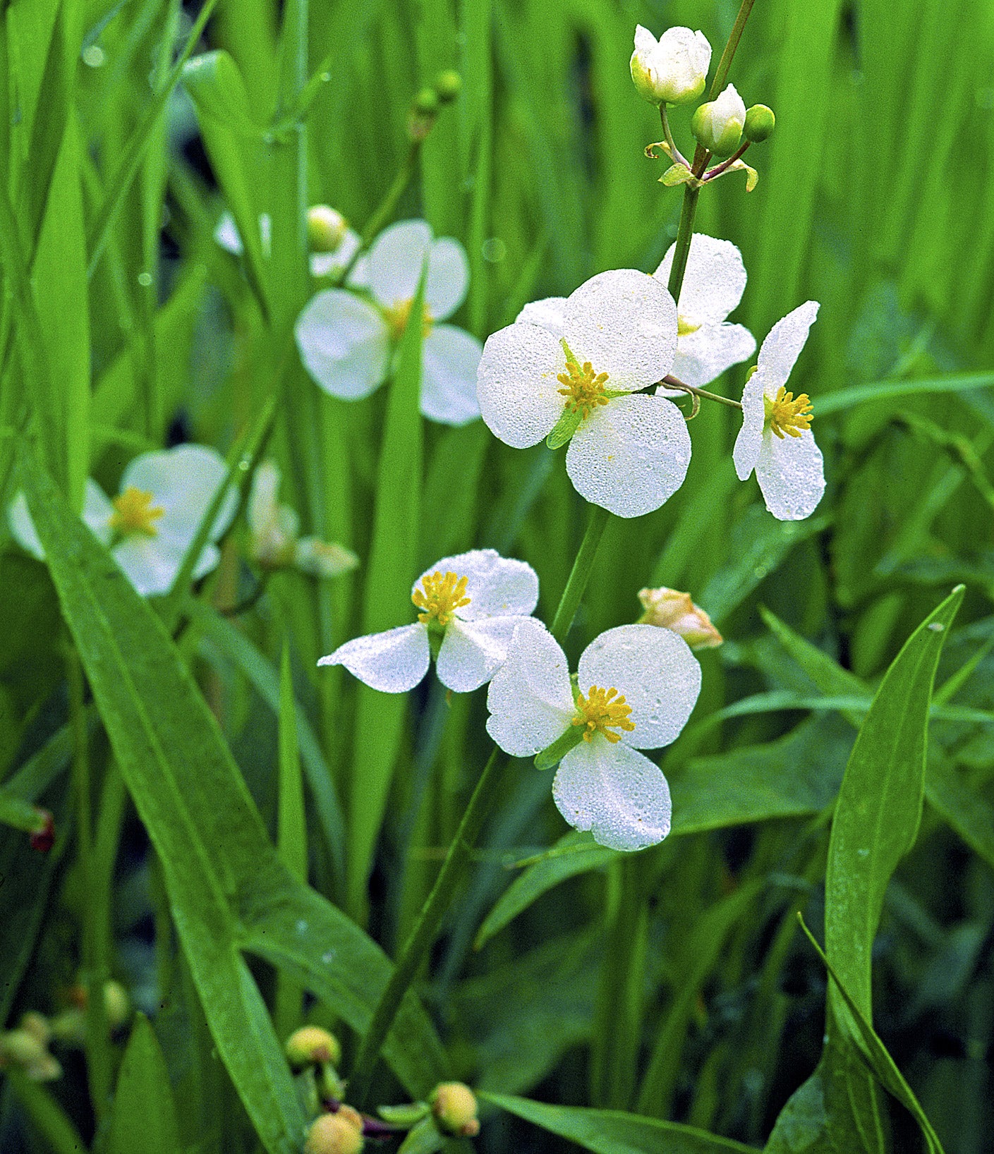 Wapato (Sagittaria latifolia)