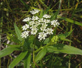 Pacific Water Parsnip (Sium suave)
