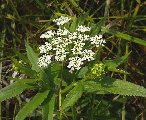 Pacific Water Parsnip (Sium suave)