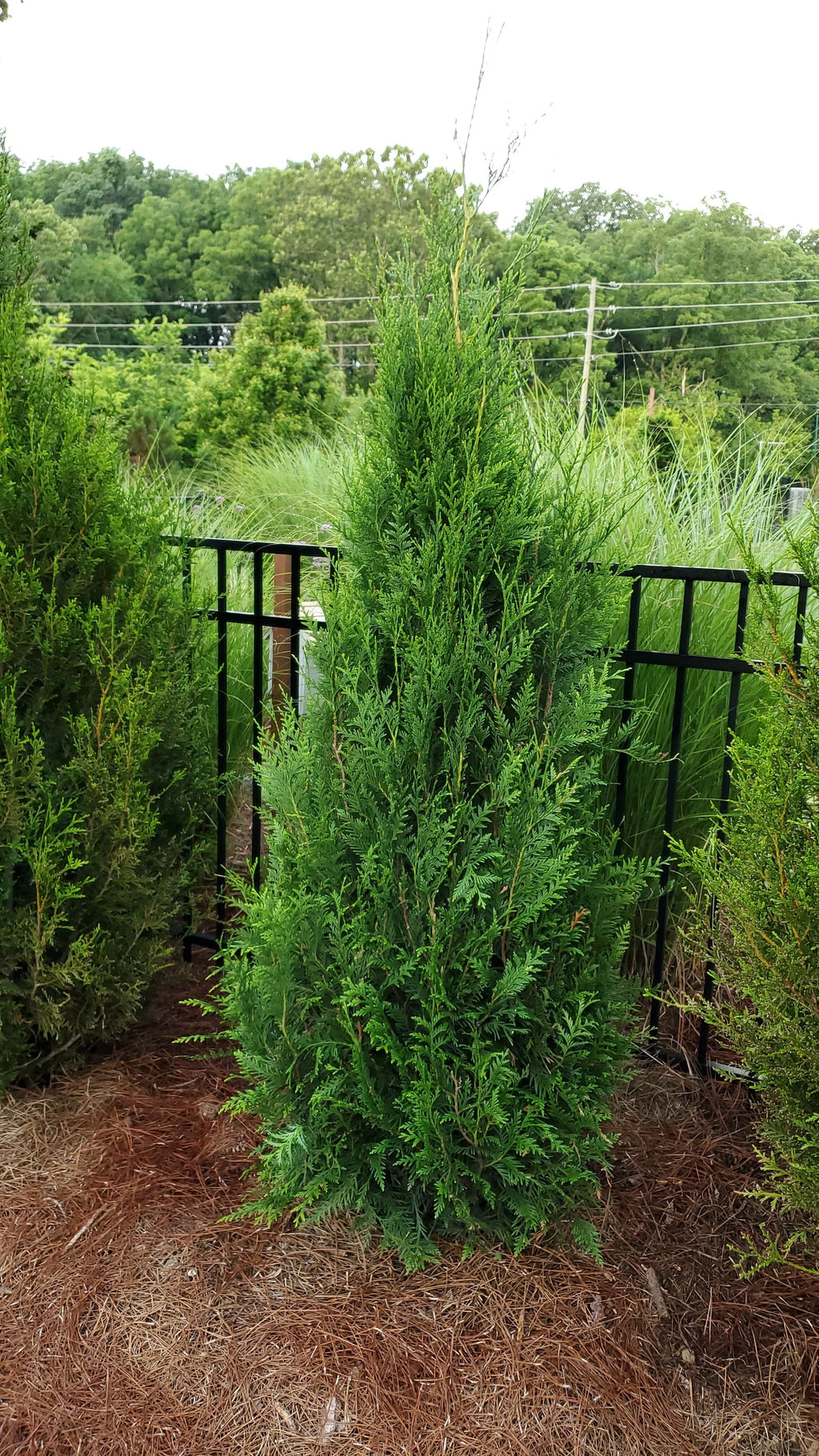 Western Red Cedar (Thuja plicata)