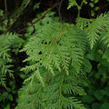 Western Red Cedar (Thuja plicata)