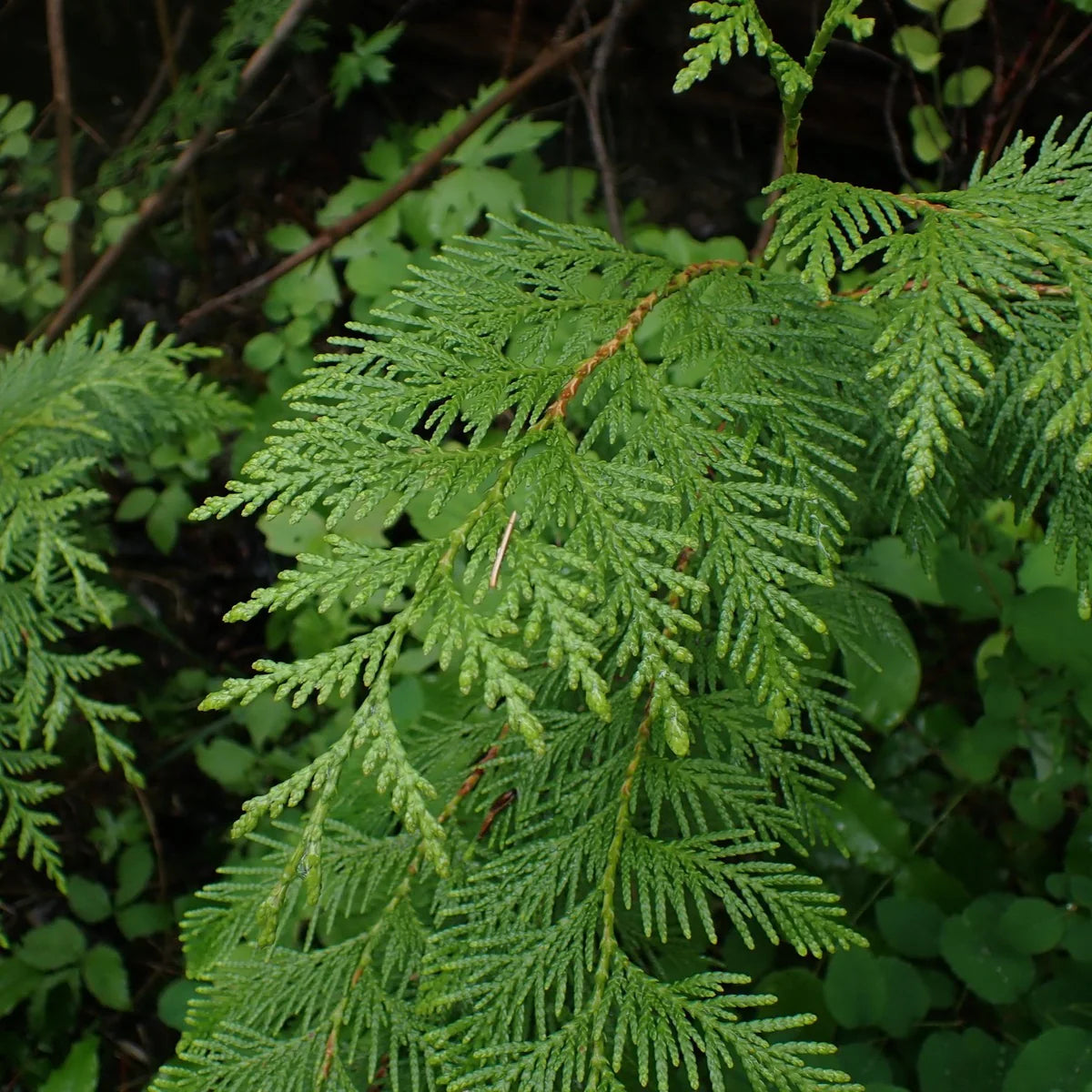 Western Red Cedar (Thuja plicata)