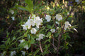White-flowering Rhododendron (Rhododendron albiflorum)