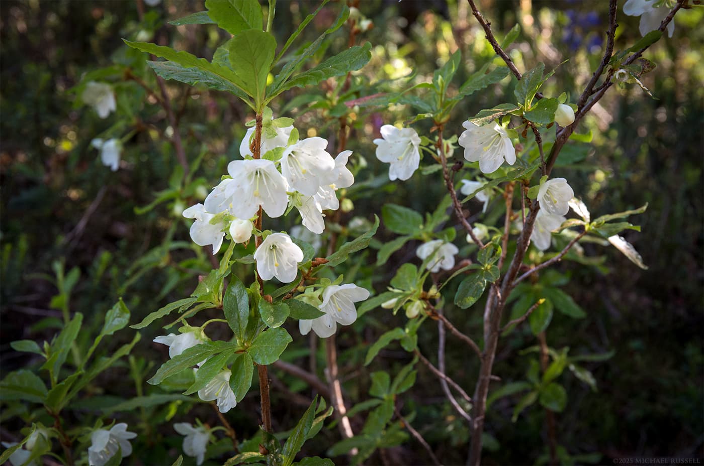 White-flowering Rhododendron (Rhododendron albiflorum)