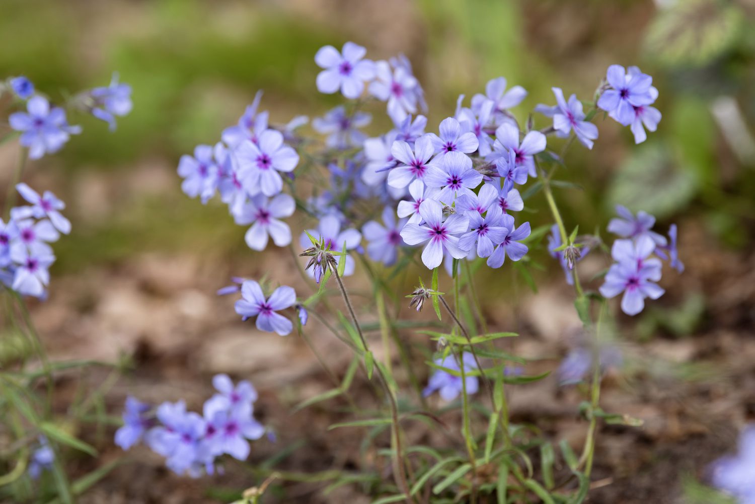 Woodland Phlox (Phlox divaricata)