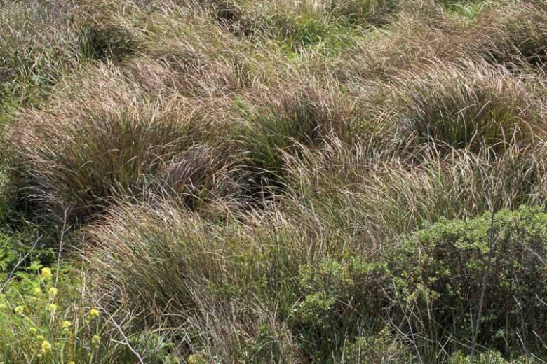 Nootka Reed Grass (Calamagrostis nutkaensis)